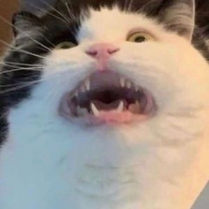 Meet your Posher, Lujain